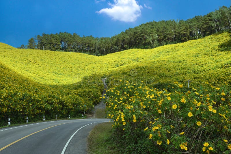Campi di thung dok bua tong sbocciano a doi khun yuam mae hong son thailand fotografie stock libere da diritti