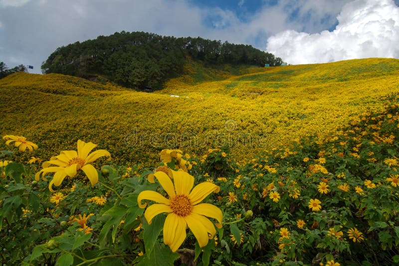 Campi di thung dok bua tong sbocciano a doi khun yuam mae hong son thailand fotografie stock