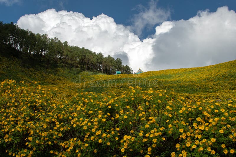 Campi di thung dok bua tong sbocciano a doi khun yuam mae hong son thailand immagini stock