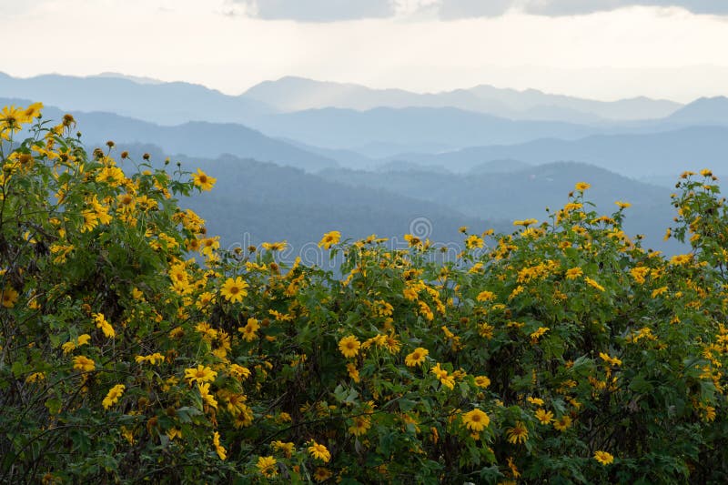 Campi di thung dok bua tong sbocciano a doi khun yuam mae hong son thailand immagini stock