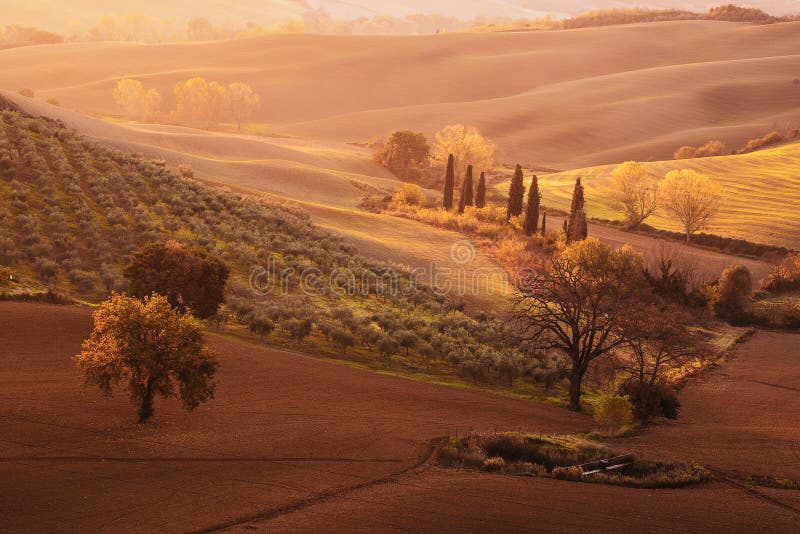 Campi ed alberi toscani fotografie stock Campi ed alberi toscani fotografie stock