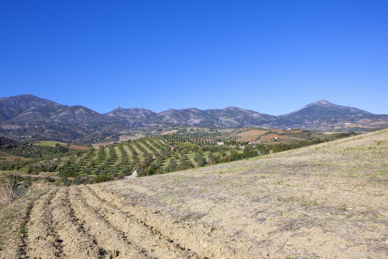 Campi, oliveti e montagne arabili immagini stock libere da diritti Campi, oliveti e montagne arabili immagini stock libere da diritti