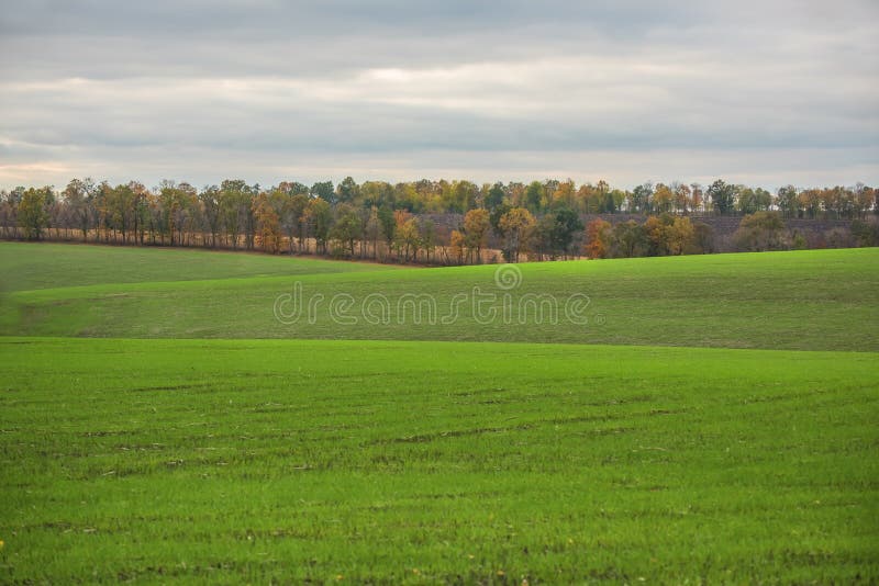 Campi verdi, paesaggio interessante, fotografia stock Campi verdi, paesaggio interessante, fotografia stock