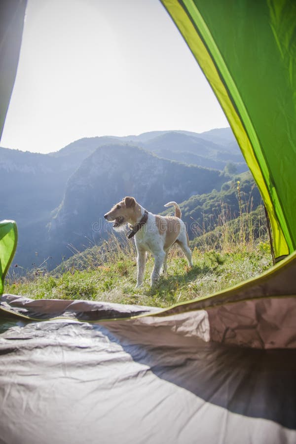 Camping with Cute Terrier Dog in the Mountains Stock Photo - Image of ...