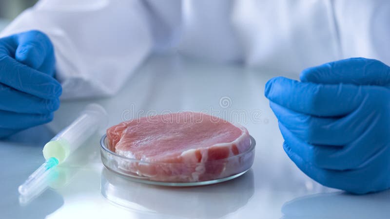 Campione della carne nella capsula di Petri davanti allo scienziato del laboratorio, virus della peste suina africana immagine stock libera da diritti Campione della carne nella capsula di Petri davanti allo scienziato del laboratorio, virus della peste suina africana immagine stock libera da diritti
