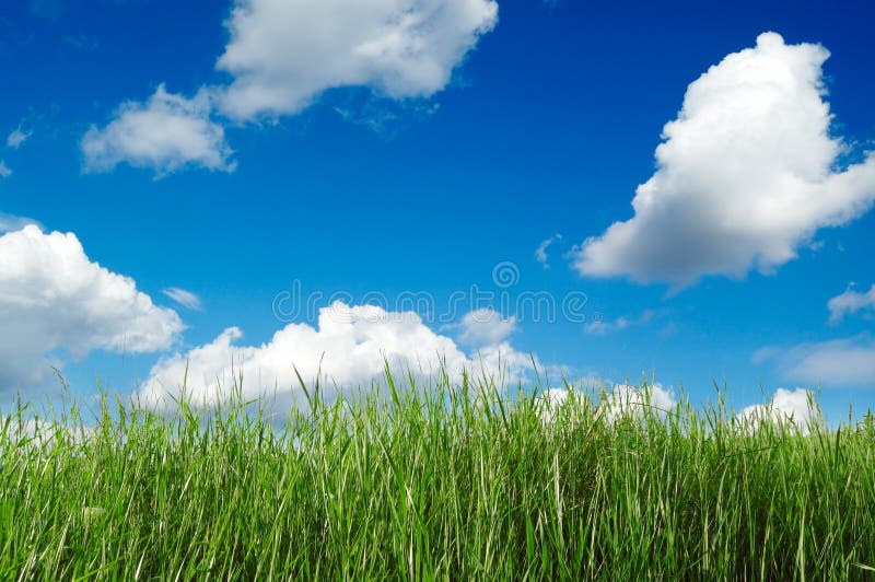 Campo immagini stock