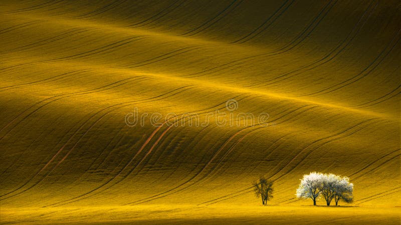 Campo amarelo ondulado da colza da mola com árvore branca e teste padrão abstrato ondulado da paisagem