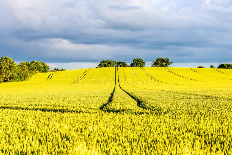 Campo amarillo caliente de la rabina en puesta del sol en Inglaterra Reino Unido imagenes de archivo Campo amarillo caliente de la rabina en puesta del sol en Inglaterra Reino Unido imagenes de archivo