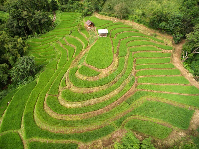 Campo colgante verde del arroz en Chiangmai fotos de archivo libres de regalías Campo colgante verde del arroz en Chiangmai fotos de archivo libres de regalías