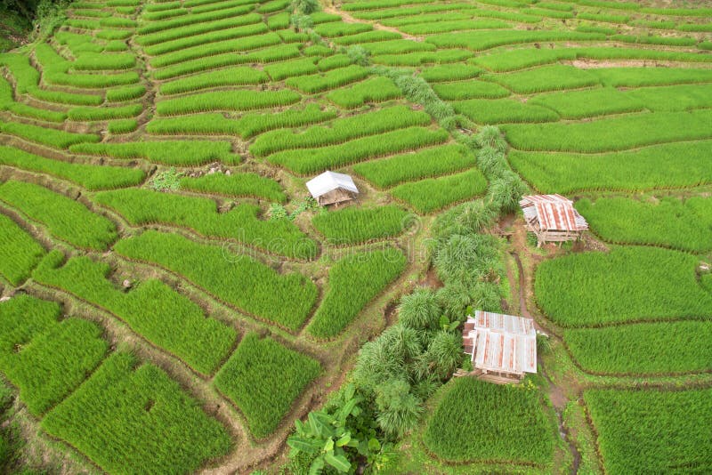 Campo colgante verde del arroz en Chiangmai foto de archivo libre de regalías Campo colgante verde del arroz en Chiangmai foto de archivo libre de regalías
