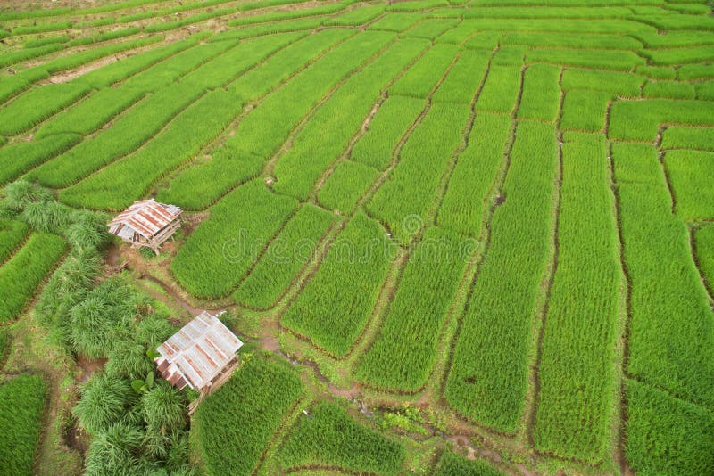 Campo colgante verde del arroz en Chiangmai fotografía de archivo Campo colgante verde del arroz en Chiangmai fotografía de archivo