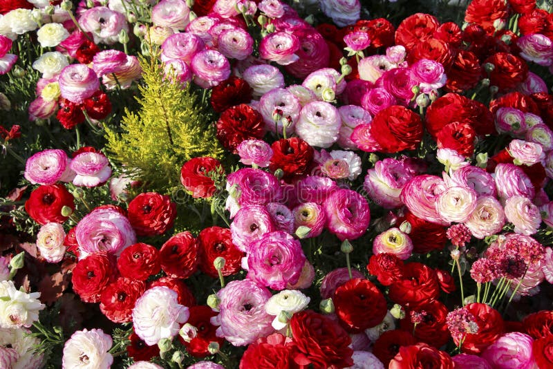 Campo colorido, brillante del rosa floreciente y ranúnculo rojo entre hierba verde imagen de archivo Campo colorido, brillante del rosa floreciente y ranúnculo rojo entre hierba verde imagen de archivo