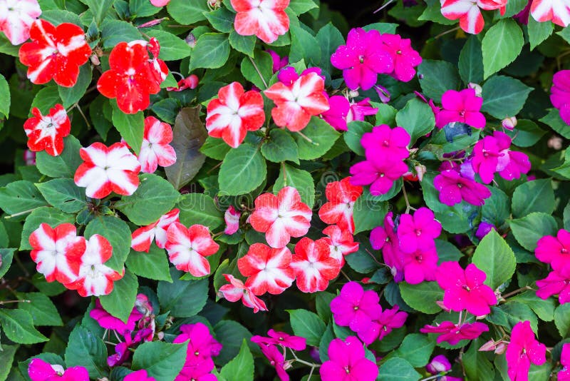 Campo Colorido De Busy Lizzie, Nombre Científico Impatiens Walleriana Flores  También Llamado Balsam, Florido De Flores Impatios Foto de archivo - Imagen  de paciente, lujuria: 166842276