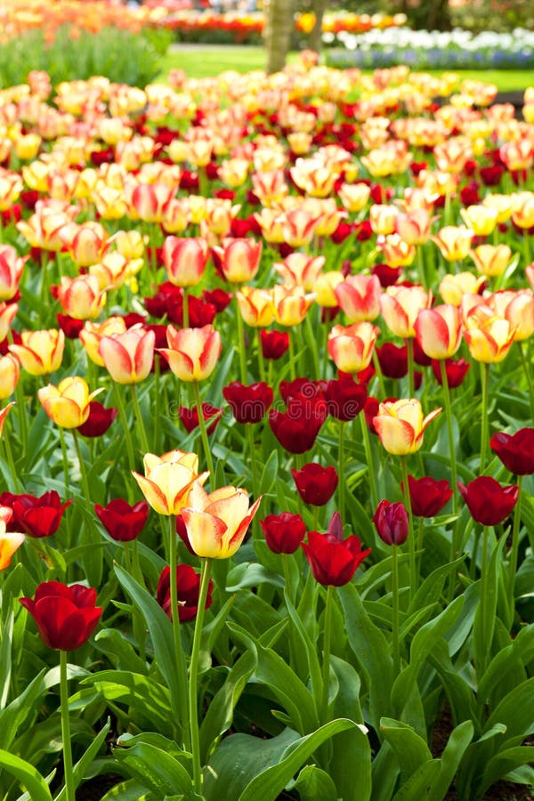 Campo com as tulipas holandesas coloridas foto de stock royalty free Campo com as tulipas holandesas coloridas foto de stock royalty free