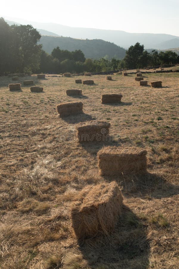 Campo completamente de pacotes da palha Tempo da cole??o foto de stock Campo completamente de pacotes da palha Tempo da cole??o foto de stock