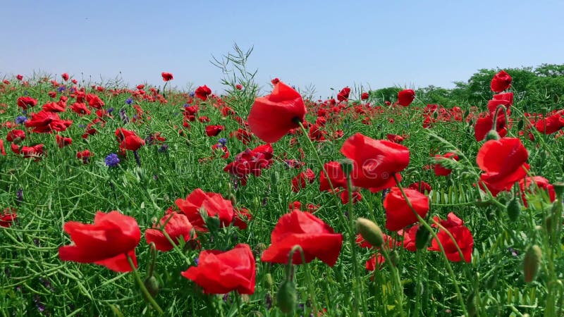 Campo con acianos azules y amapolas rojas