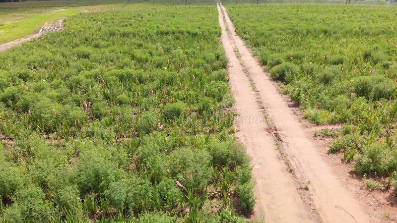 Campo con flores gladiolus . vuelo de drones bajos.