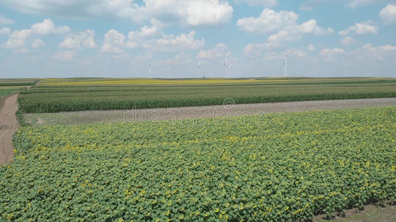 Campo con i mulini a vento bianchi, energia eolica del raccolto