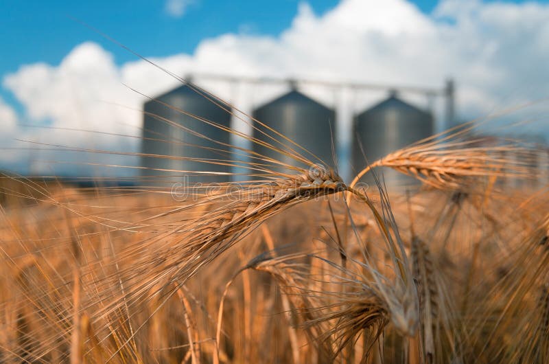 Campo con il silos di grano per agricoltura