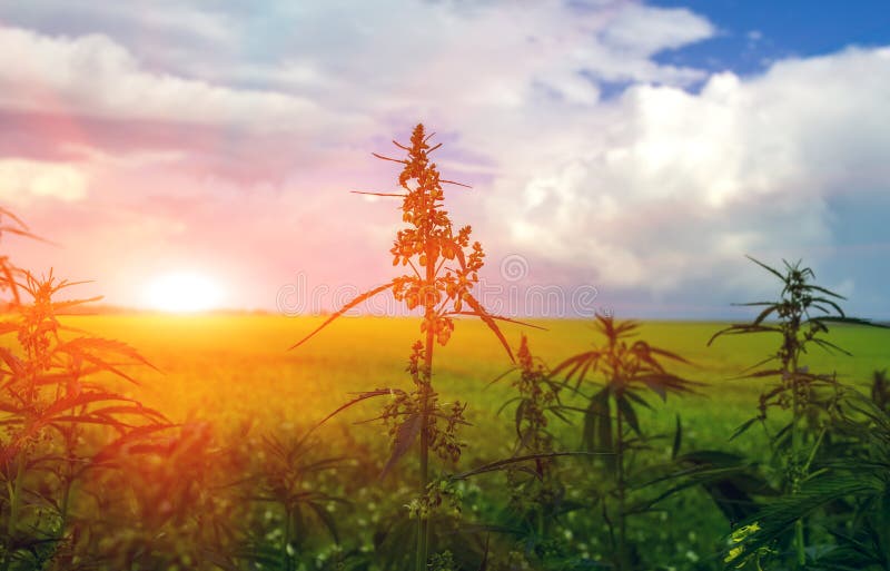 Campo con la cannabis cespuglio della marijuana al tramonto immagini stock libere da diritti Campo con la cannabis cespuglio della marijuana al tramonto immagini stock libere da diritti