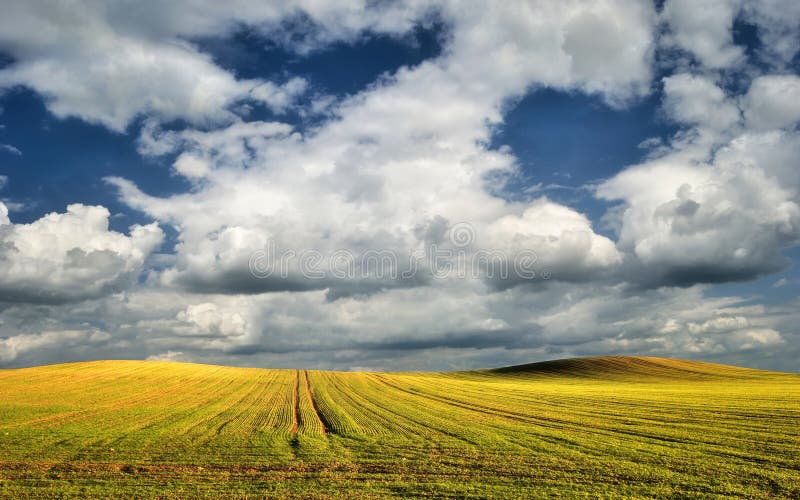 Campo cultivado verde soleado en primavera fotos de archivo Campo cultivado verde soleado en primavera fotos de archivo