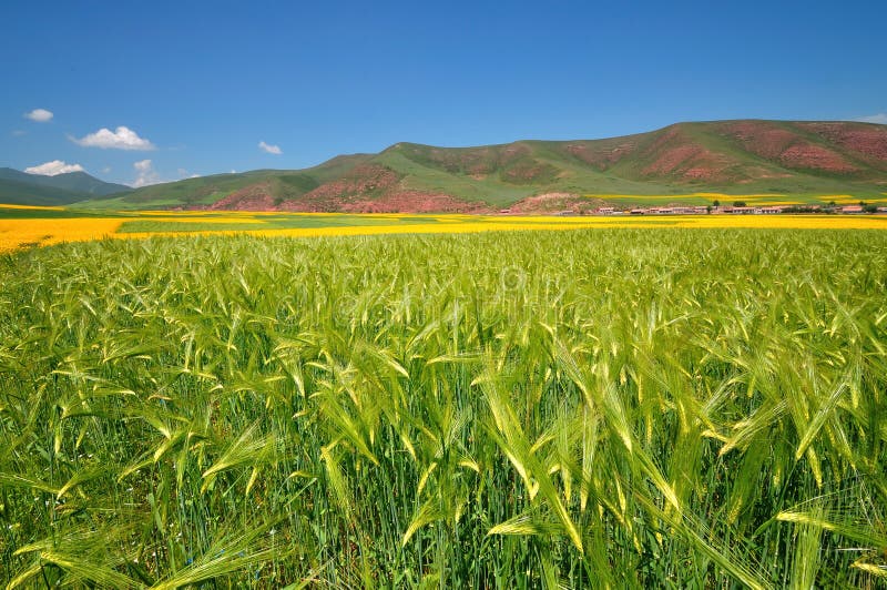 Campo da cevada foto de stock Campo da cevada foto de stock