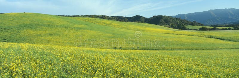 Campo da mola, semente de mostarda, perto do lago Casitas, Califórnia foto de stock Campo da mola, semente de mostarda, perto do lago Casitas, Califórnia foto de stock