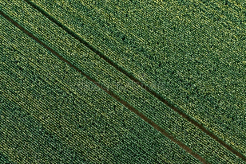 Campo de primavera, vista aérea fotos de stock royalty free
