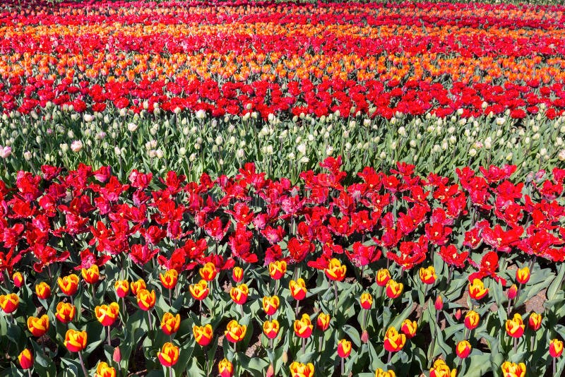 Campo Da Tulipa Com Fileiras De Tulipas Vermelhas Foto de Stock - Imagem de  grupo, plantas: 114032466