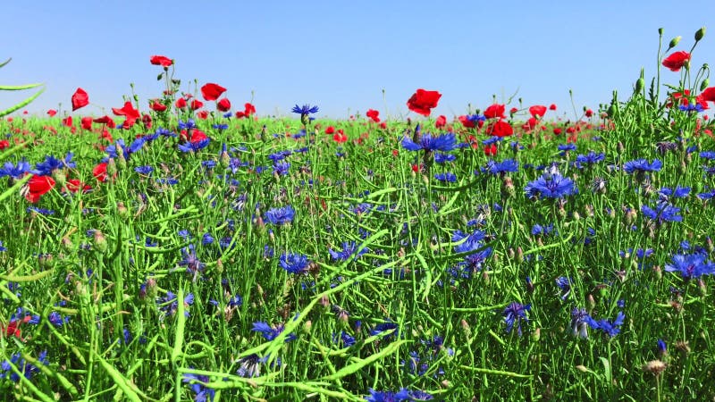 Campo de amapolas rojas y de acianos azules