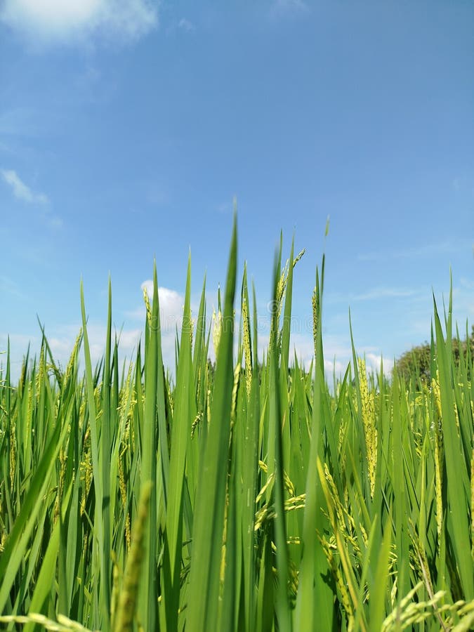 Campo de arroz verde bajo cielo azul paisaje de arroz fresco perfecto para la agricultura o fotos de poblaciones con temática natu imagen de archivo