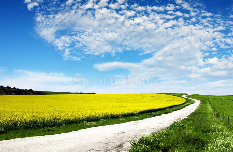 Campo de Canola imagen de archivo libre de regalías Campo de Canola imagen de archivo libre de regalías