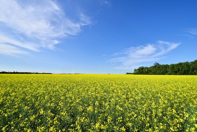 Campo de Canola imagenes de archivo Campo de Canola imagenes de archivo