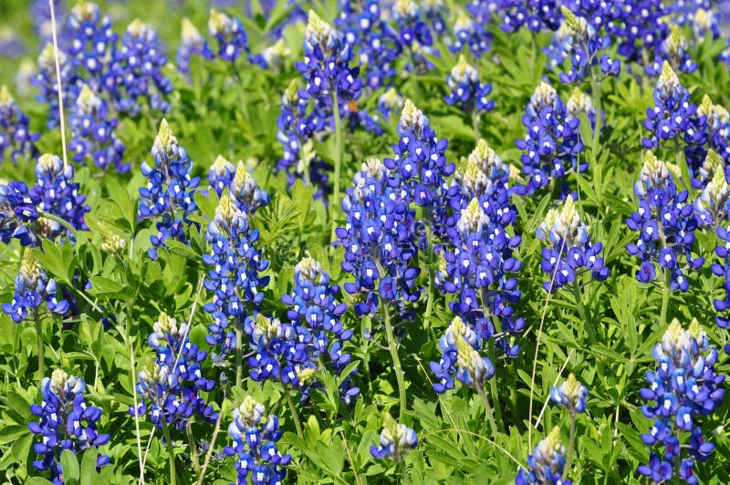Campo de capos azules foto de archivo