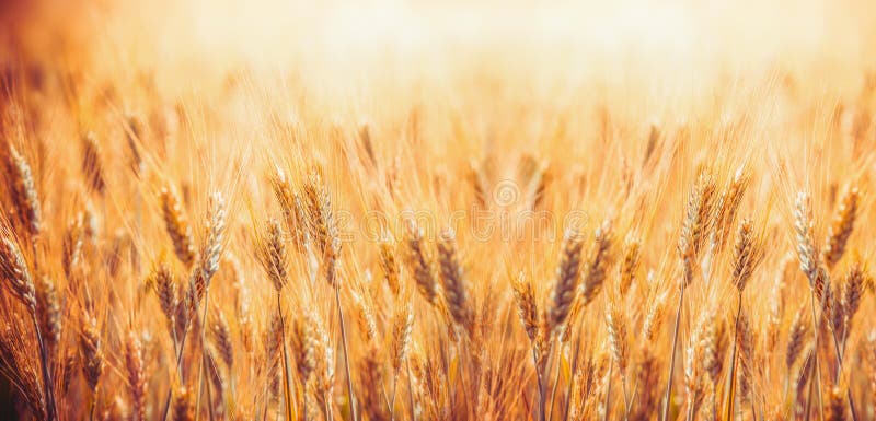 Campo de cereal de oro con los oídos del trigo, granja de la agricultura y concepto del cultivo
