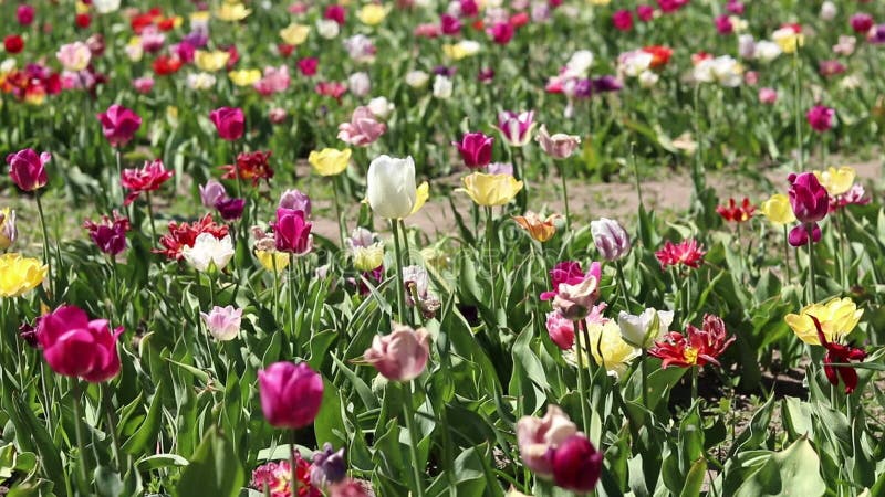 Campo de coloridos tulipanes brillantes de diferentes variedades almacen de video