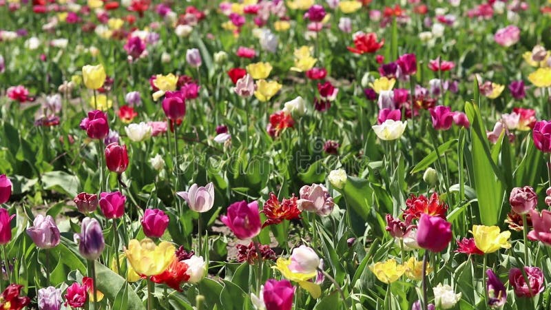 Campo de coloridos tulipanes brillantes de diferentes variedades almacen de metraje de vídeo