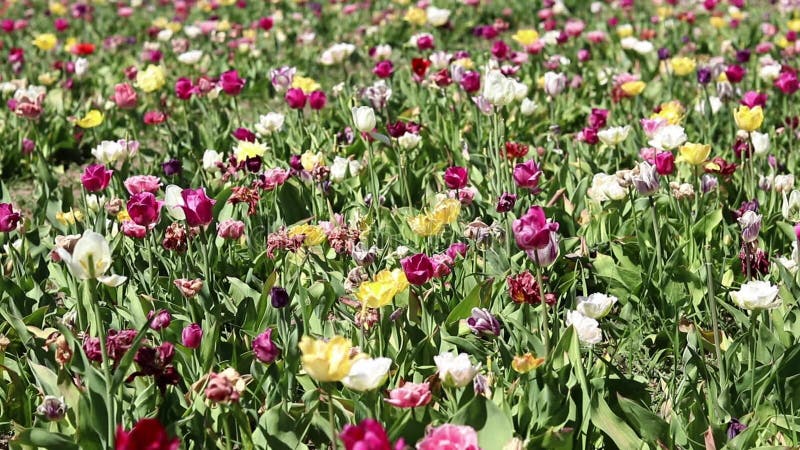 Campo de coloridos tulipanes brillantes de diferentes variedades metrajes