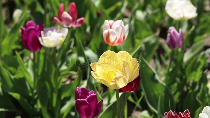 Campo de coloridos tulipanes brillantes de diferentes variedades almacen de video