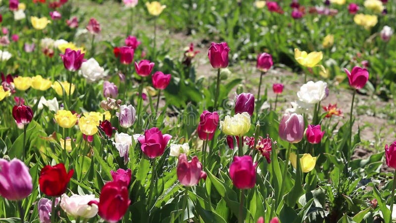 Campo de coloridos tulipanes brillantes de diferentes variedades almacen de metraje de vídeo