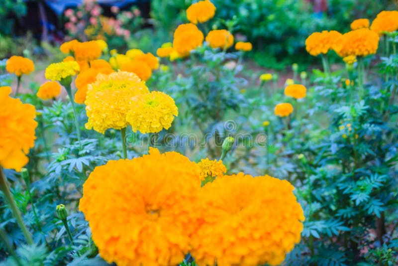 Campo De Cultivo Da Flor Do Cravo-de-defunto Bush Da árvore Do Cravo-de-defunto  Que Cresce Com As Flores Amarelas Na Exploração a Imagem de Stock - Imagem  de nave, campo: 120754747