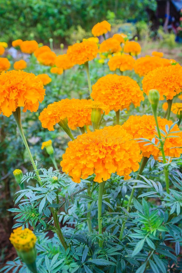 Campo De Cultivo Da Flor Do Cravo-de-defunto Bush Da árvore Do Cravo-de-defunto  Que Cresce Com As Flores Amarelas Na Exploração a Imagem de Stock - Imagem  de erva, arbusto: 120756071