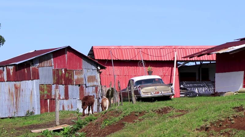 Campo de cultivo de la calle de aldea bosqubosques vacíos costa rica almacen de metraje de vídeo