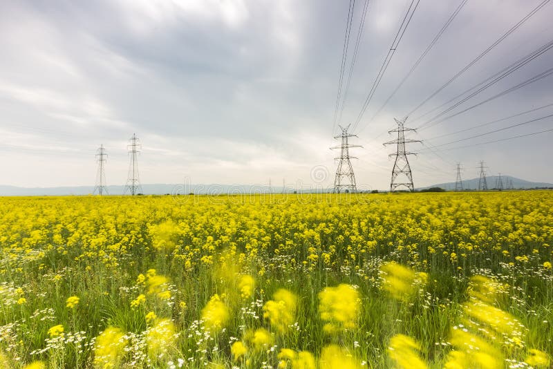 Campo de flor amarillo de la rabina y cielo azul con los posts eléctricos, adentro foto de archivo Campo de flor amarillo de la rabina y cielo azul con los posts eléctricos, adentro foto de archivo