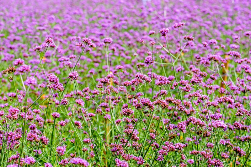 Purple flower field, beautiful nature of Verbena Bonariensis or Purpletop Vervain flowers for background at Khao Kho, Phetchabun, Thailand. Purple flower field, beautiful nature of Verbena Bonariensis or Purpletop Vervain flowers for background at Khao Kho, Phetchabun, Thailand