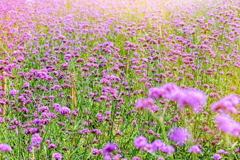 Purple flower field, beautiful nature of Verbena Bonariensis or Purpletop Vervain under the sunlight in the evening for background at Khao Kho, Phetchabun, Thailand. Purple flower field, beautiful nature of Verbena Bonariensis or Purpletop Vervain under the sunlight in the evening for background at Khao Kho, Phetchabun, Thailand