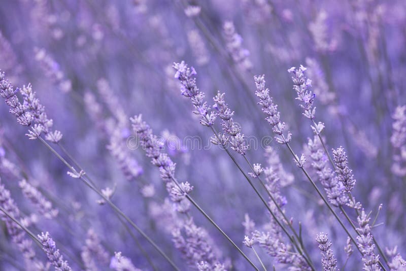 Campo de flor borroso soleado de la lavanda del color violeta foto de archivo libre de regalías Campo de flor borroso soleado de la lavanda del color violeta foto de archivo libre de regalías