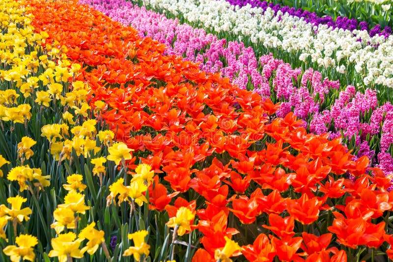 Campo de flor colorido da tulipa Flores brilhantes coloridos das tulipas imagem de stock Campo de flor colorido da tulipa Flores brilhantes coloridos das tulipas imagem de stock