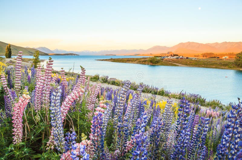 Campo de flor da paisagem e do tremoceiro de Tekapo do lago, Nova Zelândia O tremoceiro colorido floresce na flor completa com fu fotografia de stock royalty free Campo de flor da paisagem e do tremoceiro de Tekapo do lago, Nova Zelândia O tremoceiro colorido floresce na flor completa com fu fotografia de stock royalty free