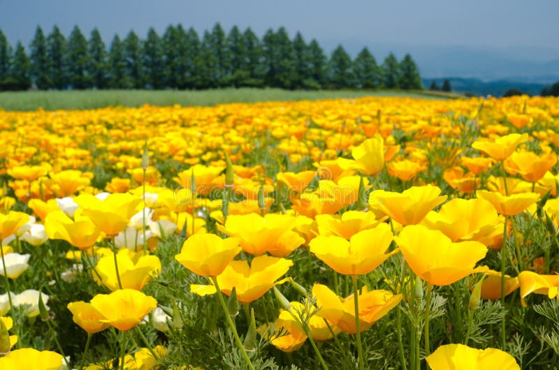 Campo de flor de la amapola de California